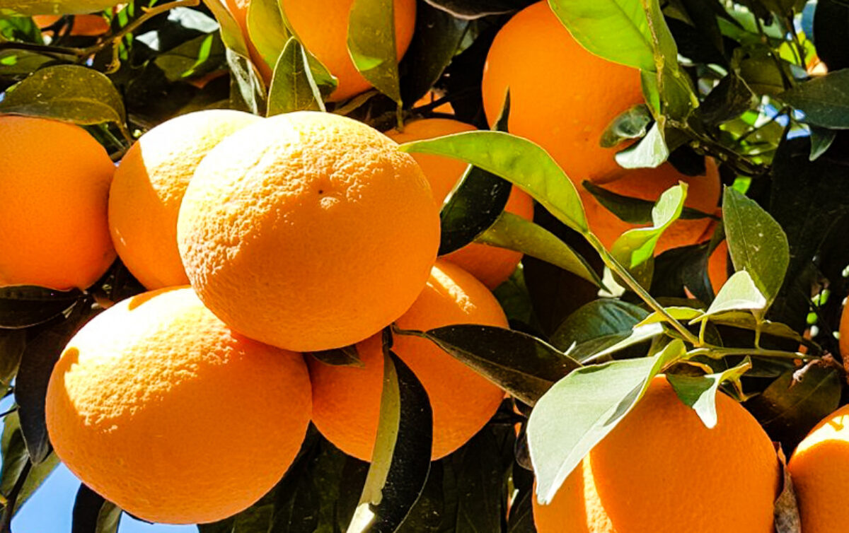 Image result for ส้ม