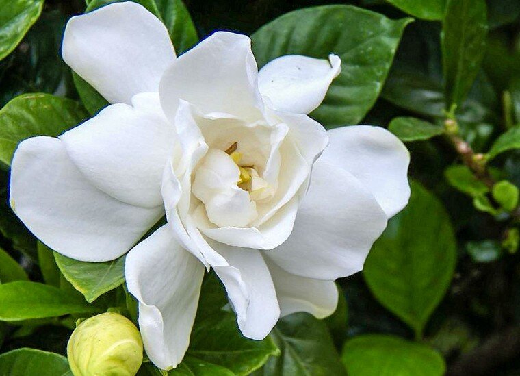 พุดซ้อน (Gardenia Crape Jasmine)