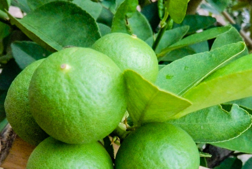 มะนาว (Lime) ประโยชน์และสรรพคุณ